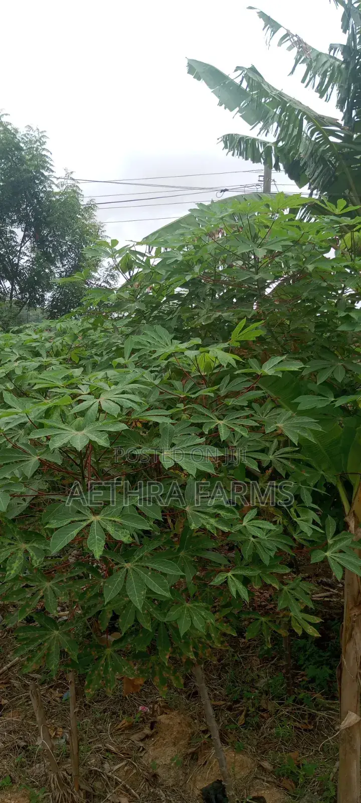 Hybrid Casava Sticks/Stems