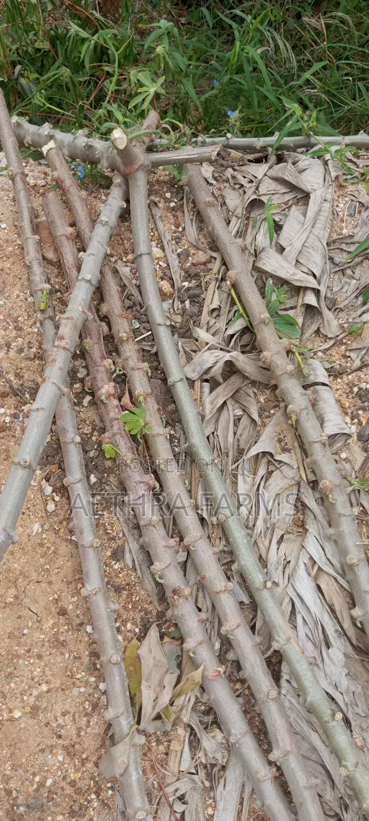 Hybrid Casava Sticks/Stems