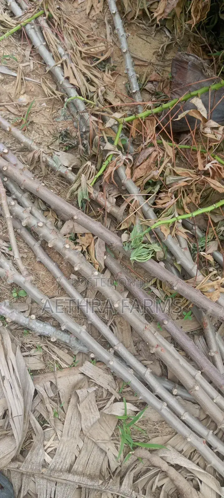 Hybrid Casava Sticks/Stems