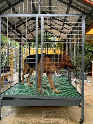 Metal Dog Cage