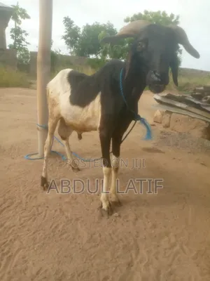 Salah Sheep