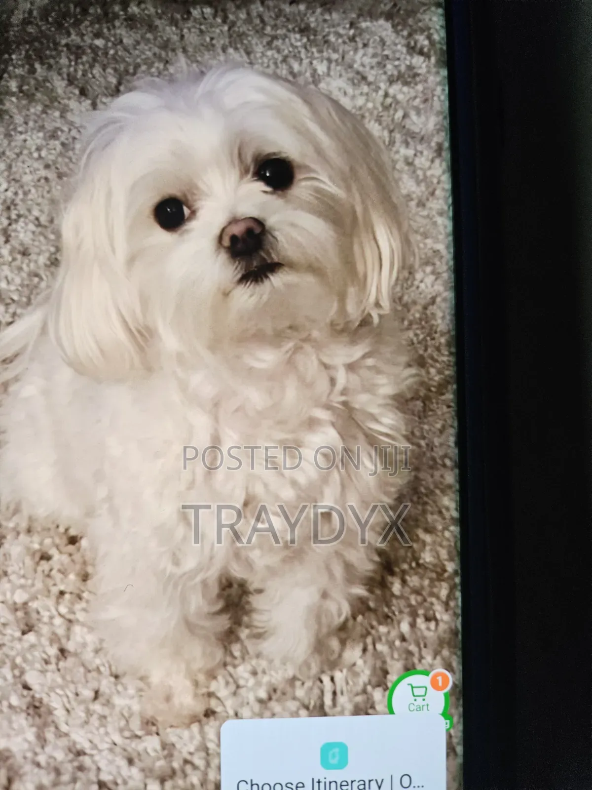 1+ year Female Purebred Maltese