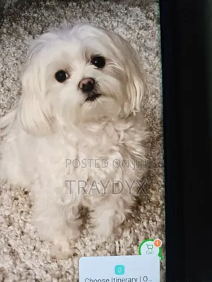 1+ year Female Purebred Maltese