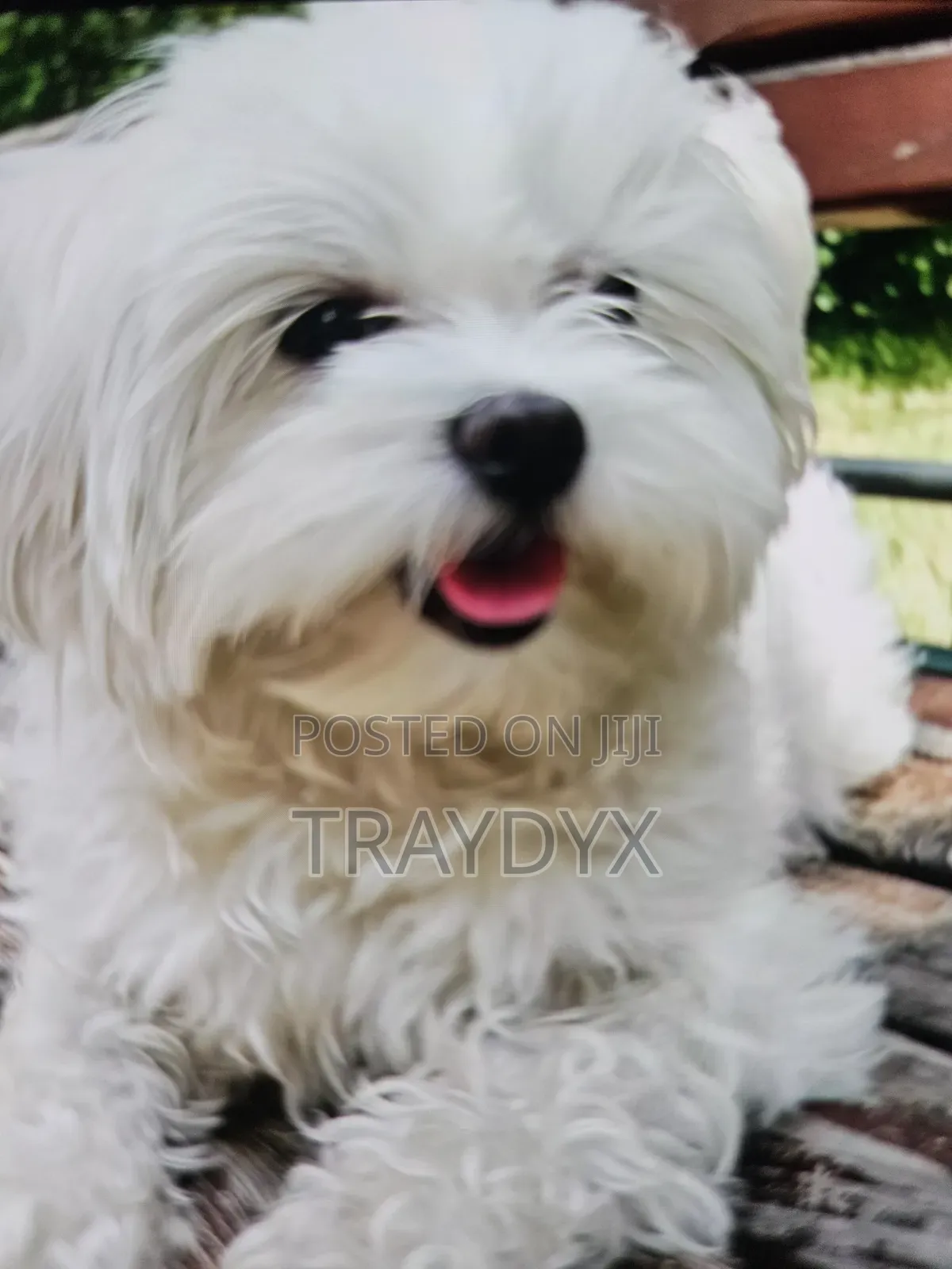 1+ year Female Purebred Maltese