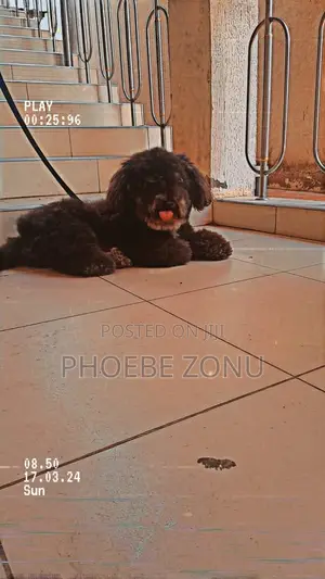 1+ year Male Purebred Poodle