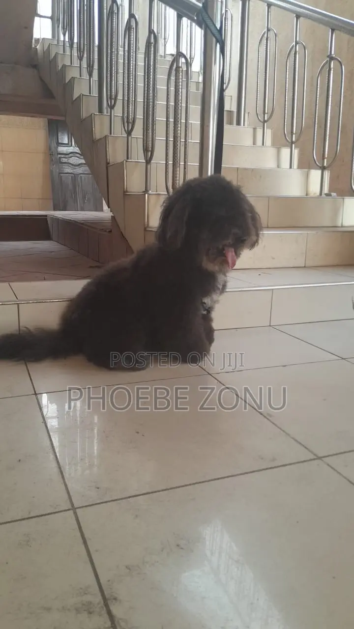 1+ year Male Purebred Poodle