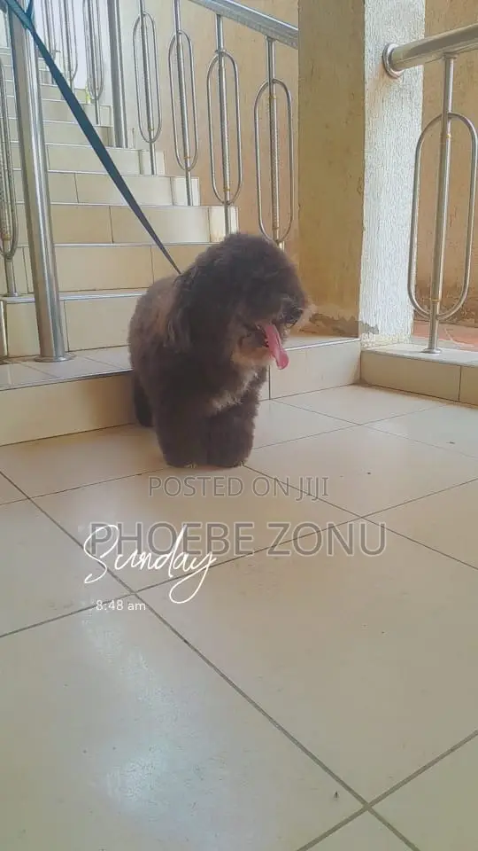 1+ year Male Purebred Poodle