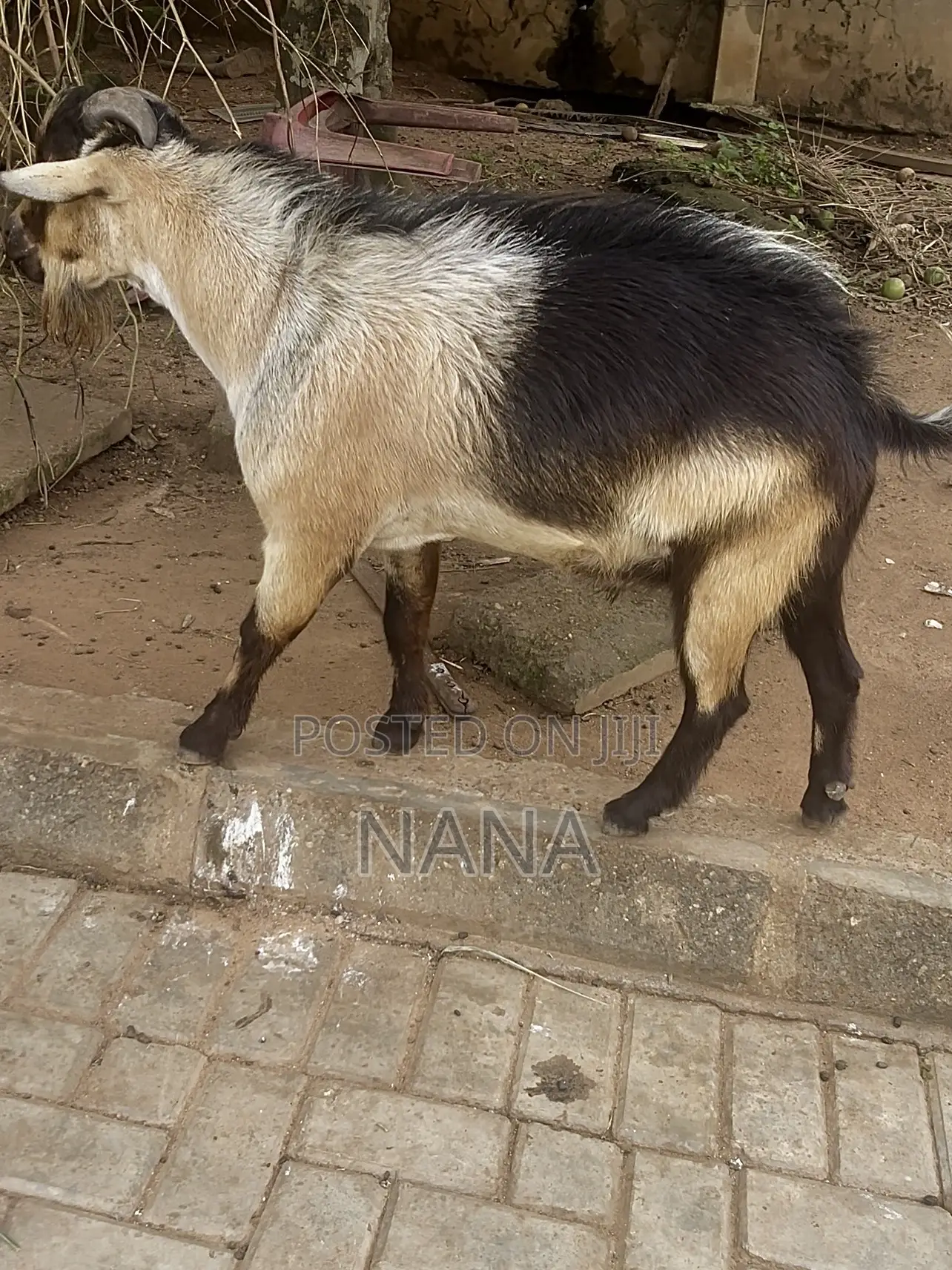 Goats for Sale and Crossing