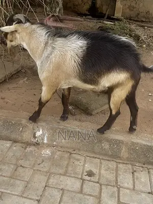 Goats for Sale and Crossing