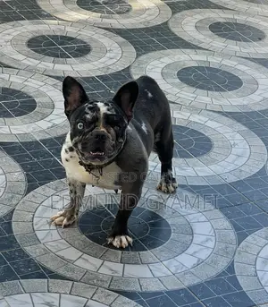 1+ year Female Purebred French Bulldog