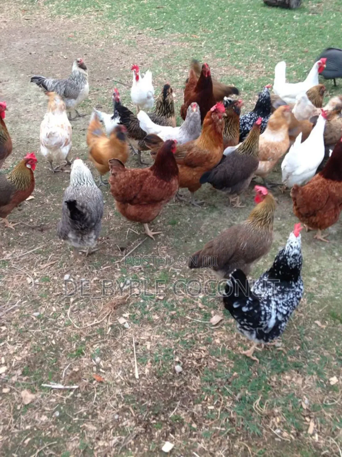 Matured Local Chicken Both Males and Females Are Going for Cool Price.