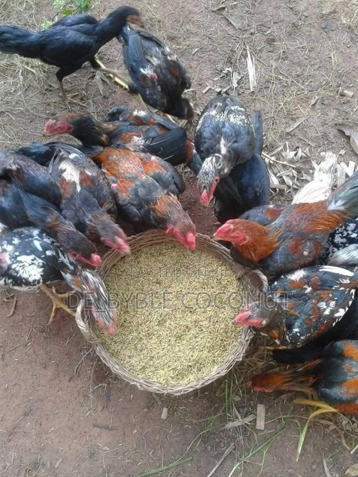 Matured Local Chicken Both Males and Females Are Going for Cool Price.