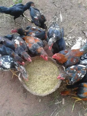 Matured Local Chicken Both Males and Females Are Going for Cool Price.