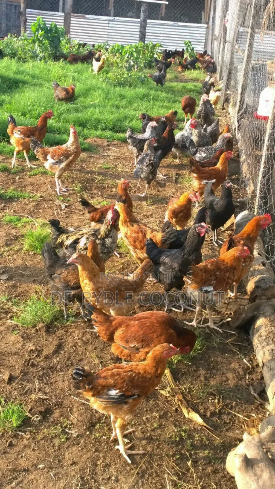Matured Local Chicken Both Males and Females Are Going for Cool Price.