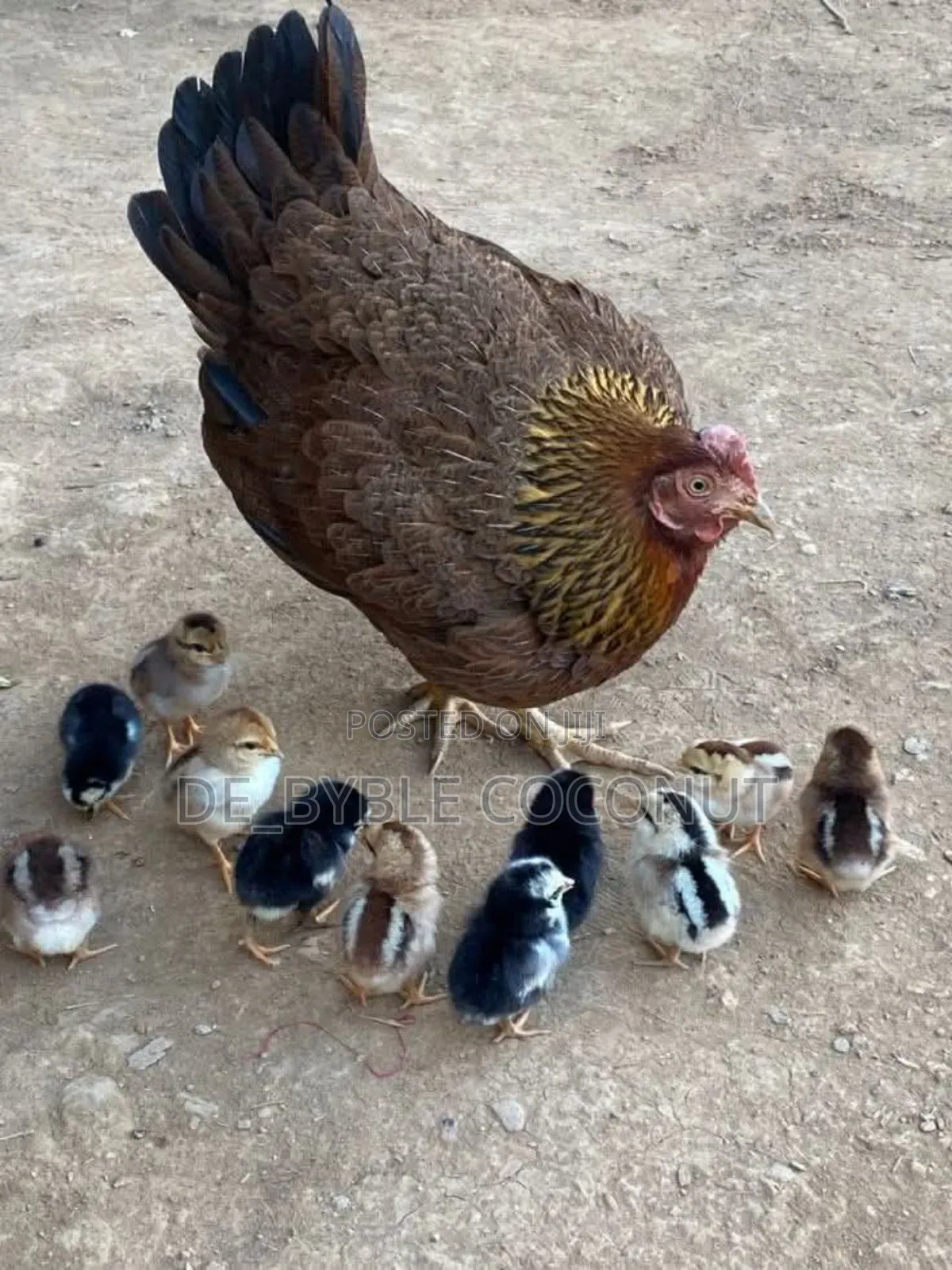 Matured Local Chicken Both Males and Females Are Going for Cool Price.