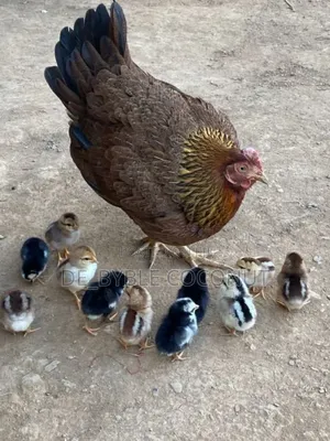 Matured Local Chicken Both Males and Females Are Going for Cool Price.
