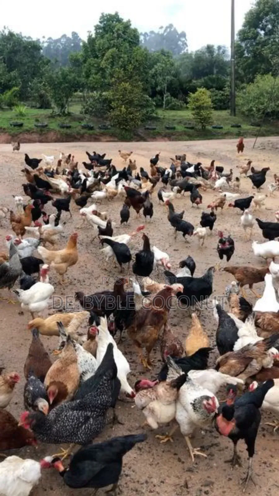 Matured Local Chicken Both Males and Females Are Going for Cool Price.