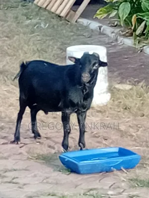 Black Boss Goat