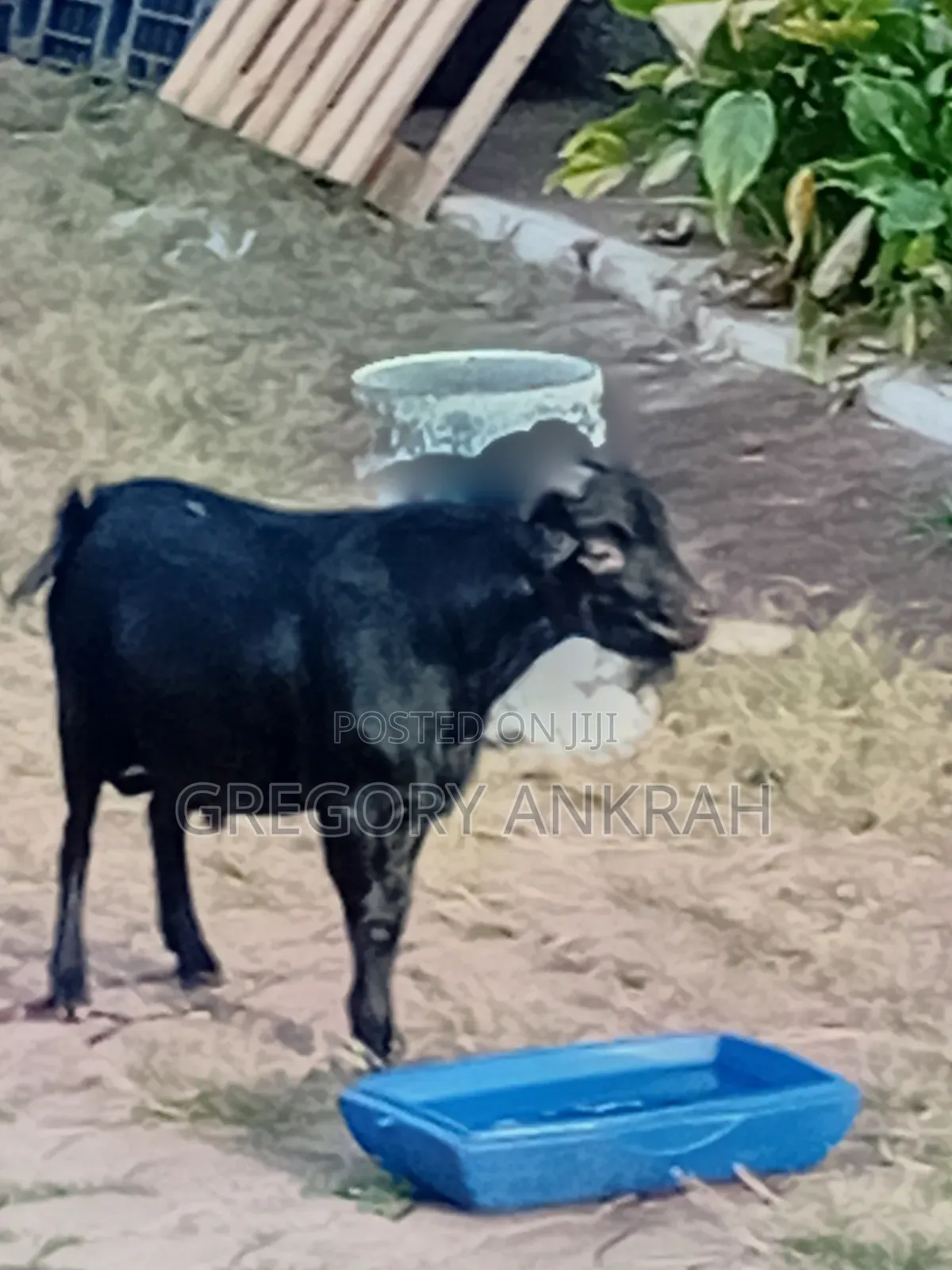 Black Boss Goat