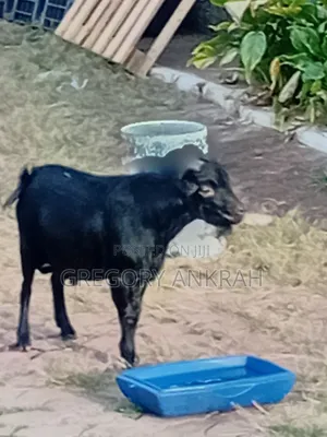 Black Boss Goat