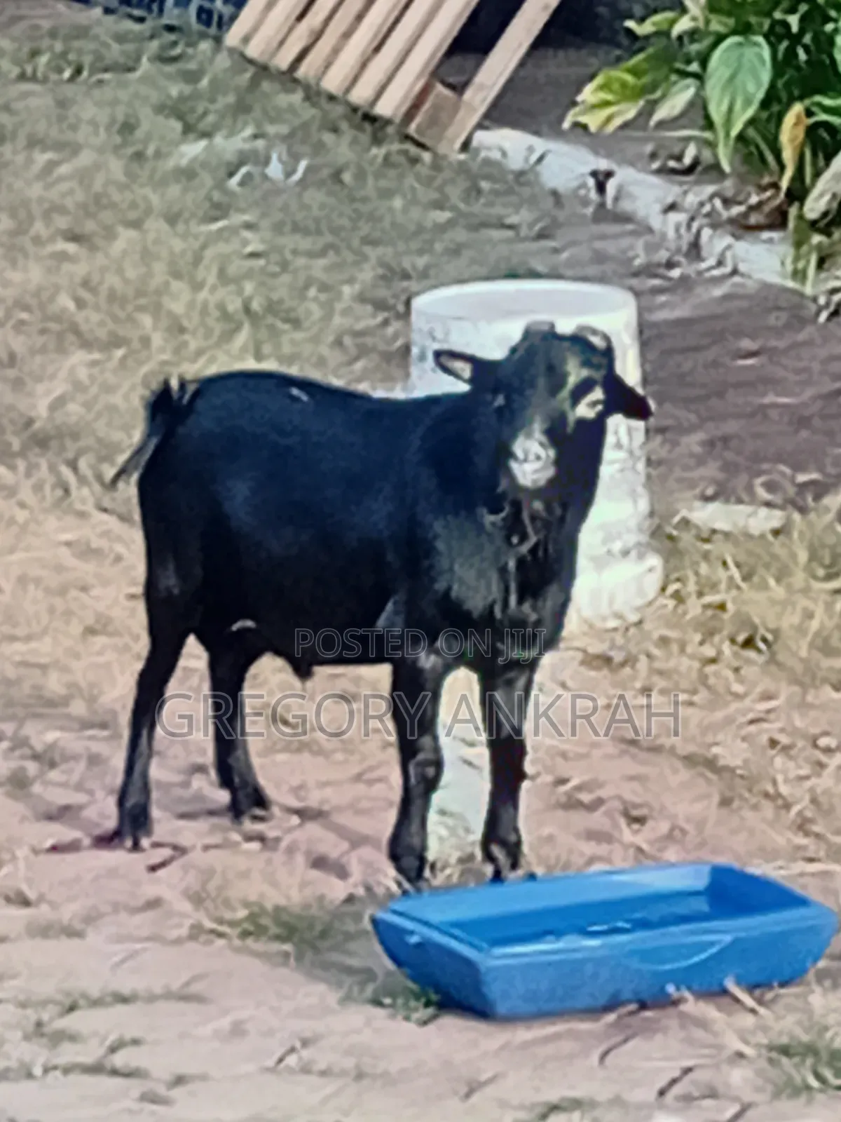 Black Boss Goat