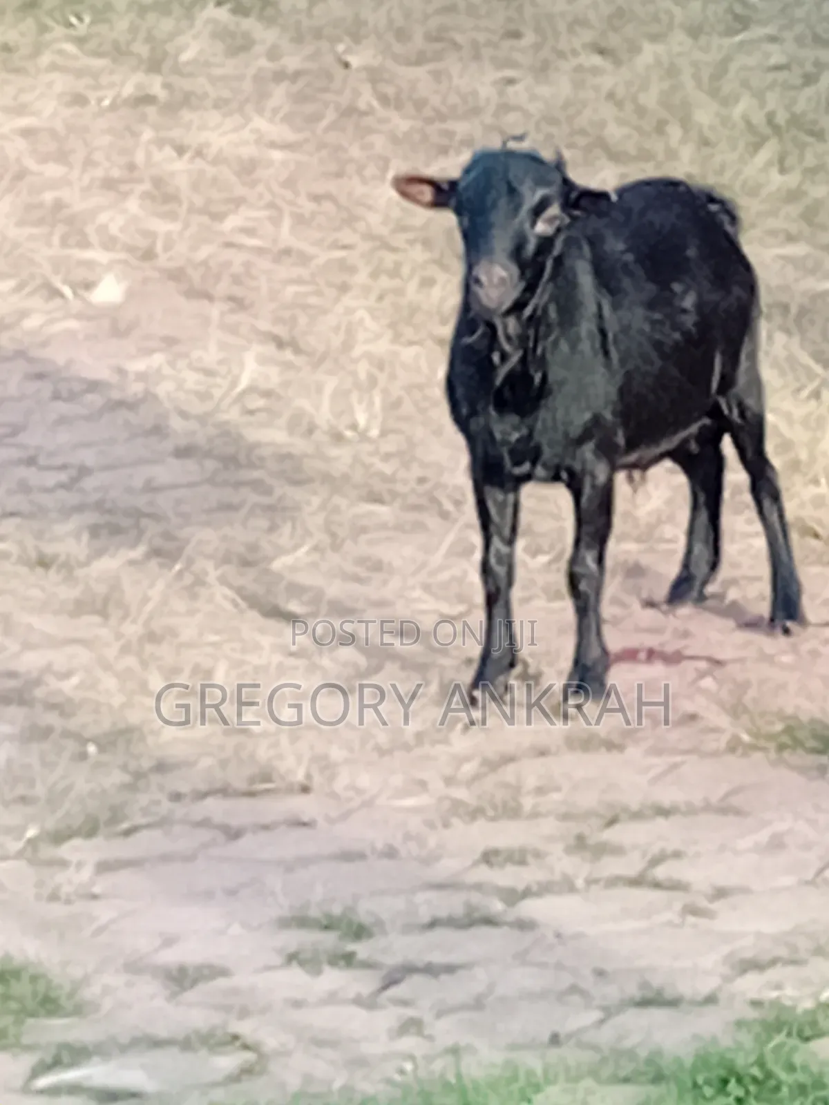 Black Boss Goat