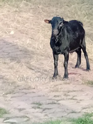 Black Boss Goat