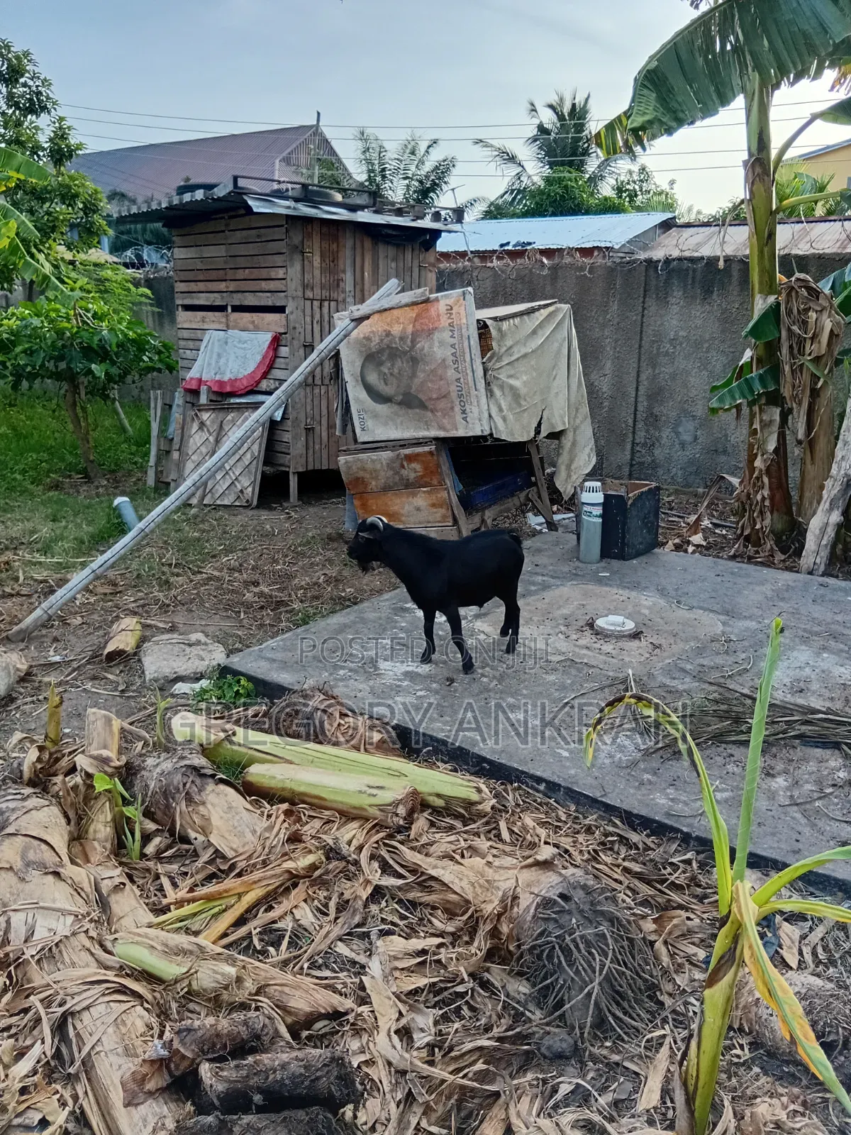 Black Boss Goat