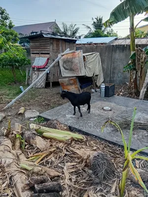 Black Boss Goat