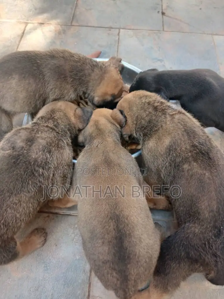 0-1 month Female Mixed Breed Cane Corso