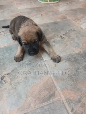 0-1 month Female Mixed Breed Cane Corso