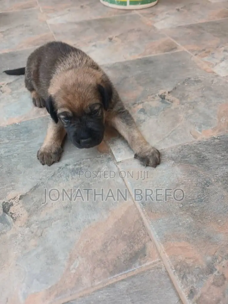 0-1 month Female Mixed Breed Cane Corso