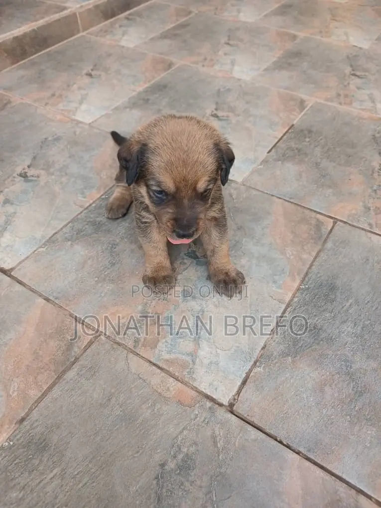 0-1 month Female Mixed Breed Cane Corso
