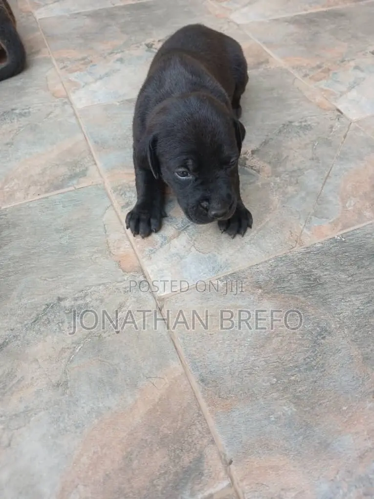 0-1 month Female Mixed Breed Cane Corso