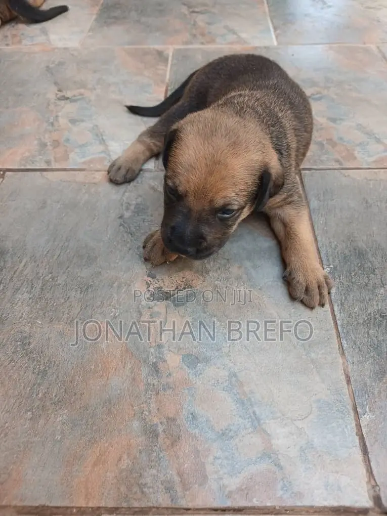 0-1 month Female Mixed Breed Cane Corso
