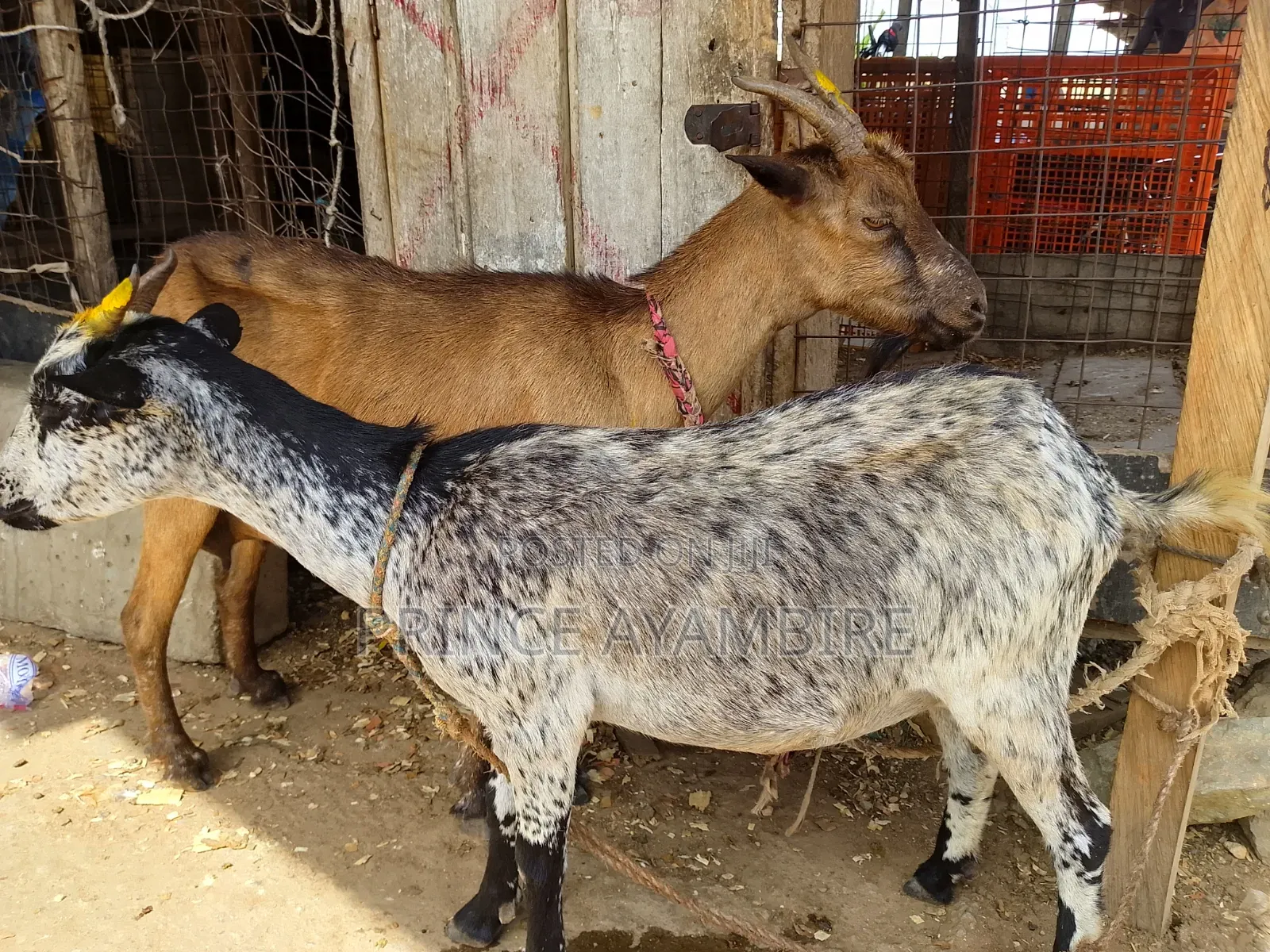 Atandaa Farm Animals for Sale