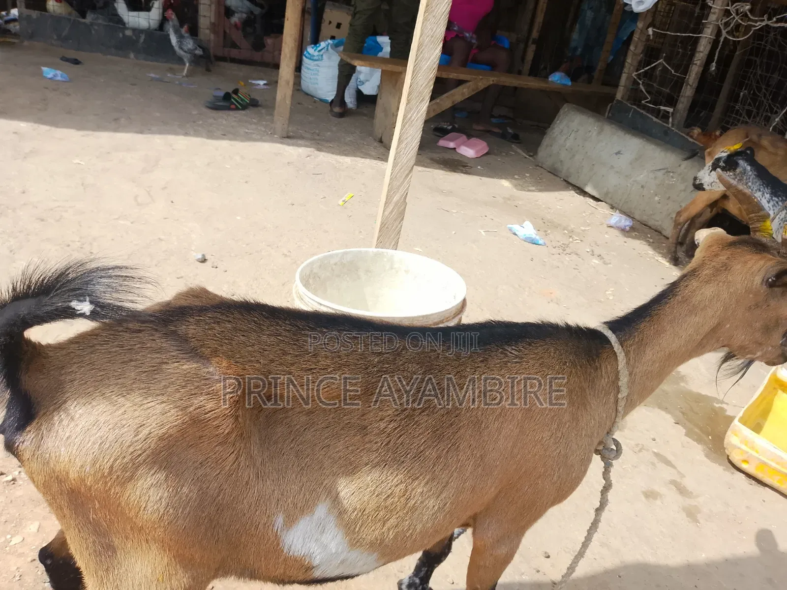 Atandaa Farm Animals for Sale
