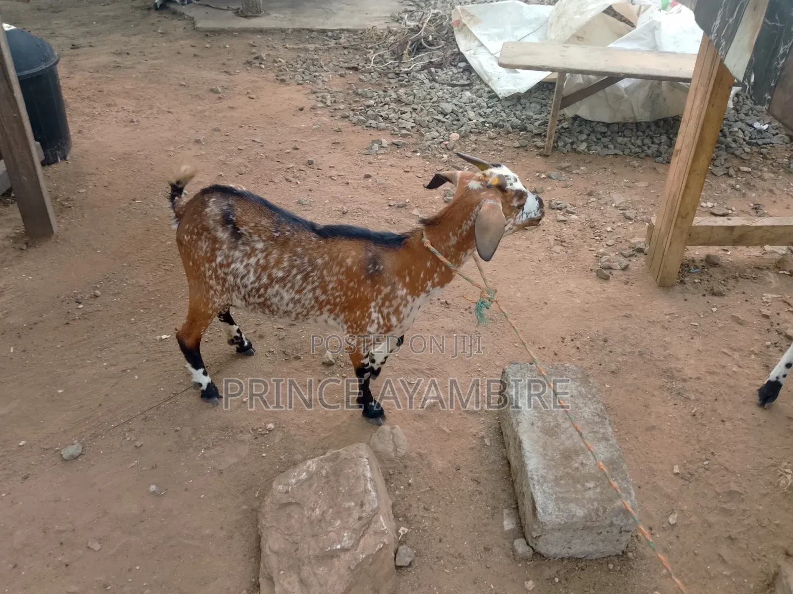 Atandaa Farm Animals for Sale