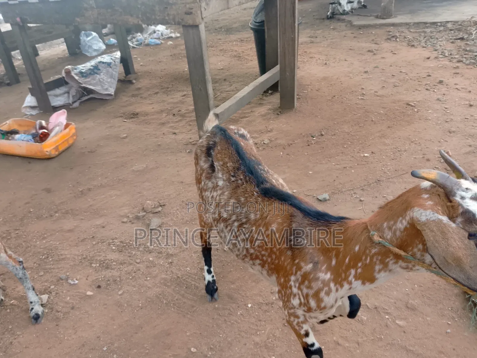 Atandaa Farm Animals for Sale