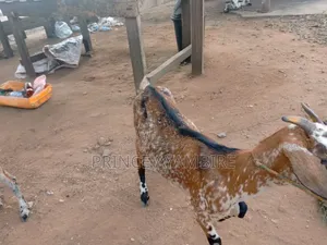 Atandaa Farm Animals for Sale