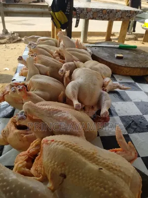Live Chicken Layers for Sale