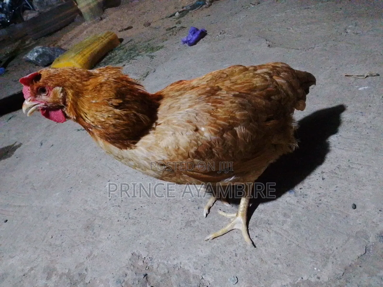 Live Chicken Layers for Sale