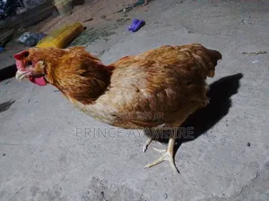 Live Chicken Layers for Sale