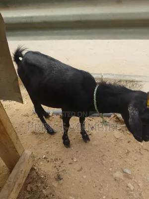 Goats for Sell