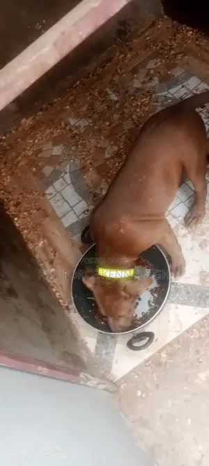 3-6 months Male Purebred American Pit Bull Terrier
