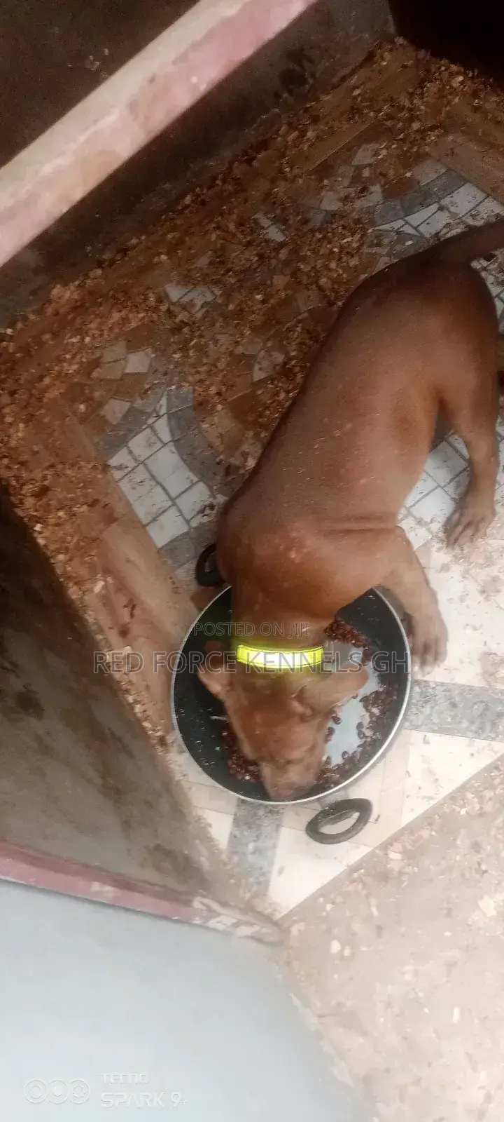 3-6 months Male Purebred American Pit Bull Terrier