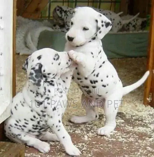 1-3 months Male Purebred Dalmatian