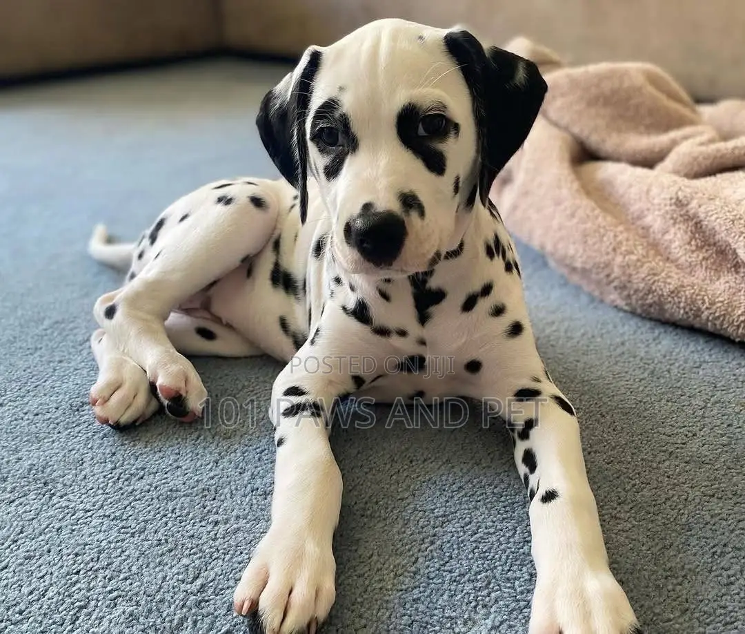 1-3 months Male Purebred Dalmatian