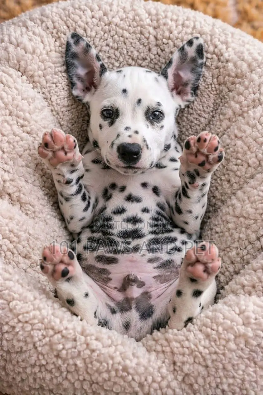 1-3 months Male Purebred Dalmatian