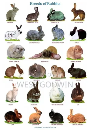 Rabbits for Sale